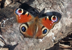 Schmetterling