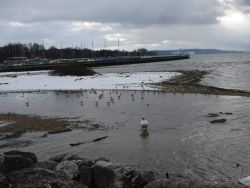 Nachwuchs am Bieler See