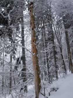 dzurchlochter Baum