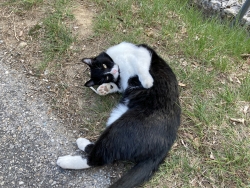 Kater