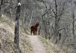 Hund