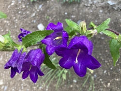 Blumen