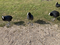 Vögel