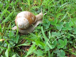 Weinbergschnecke
