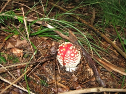 Fliegenpilz